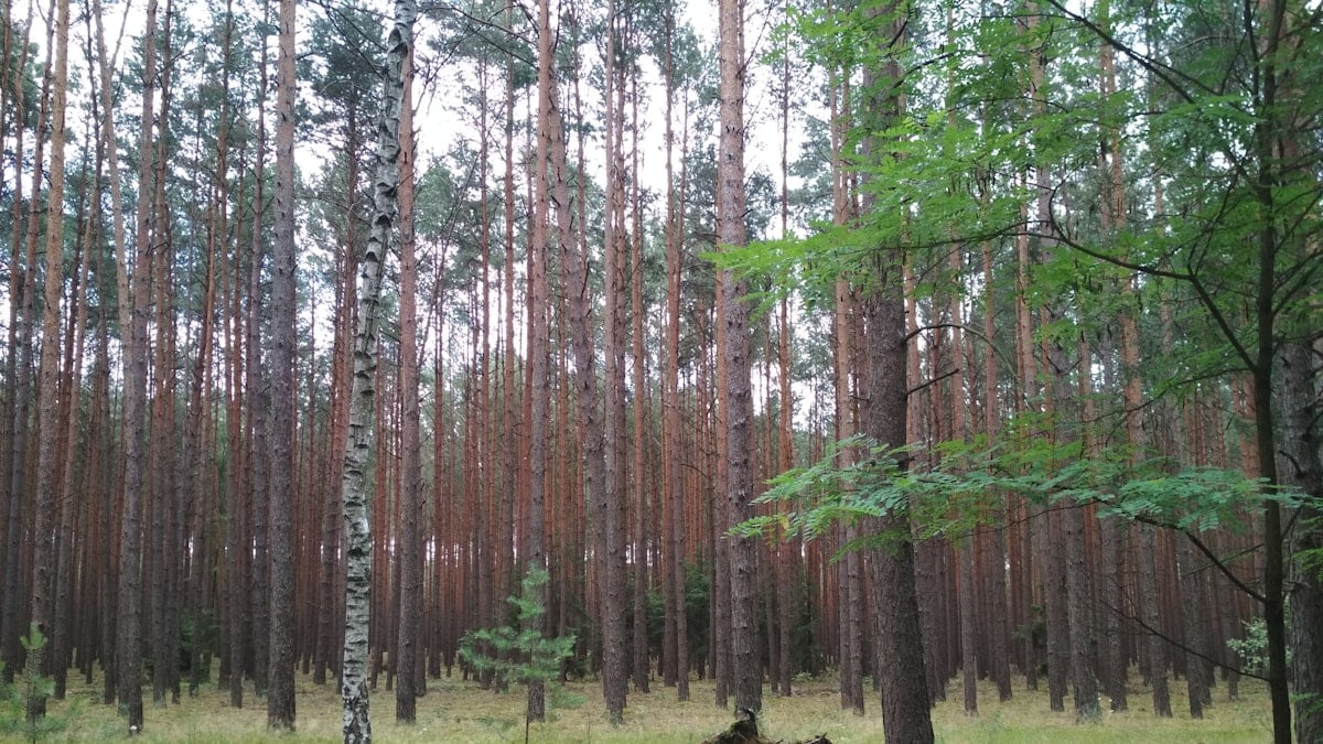 green grass field with trees